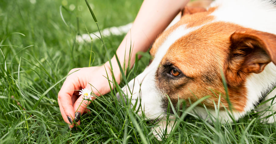 Cómo proteger a los perros de los mosquitos