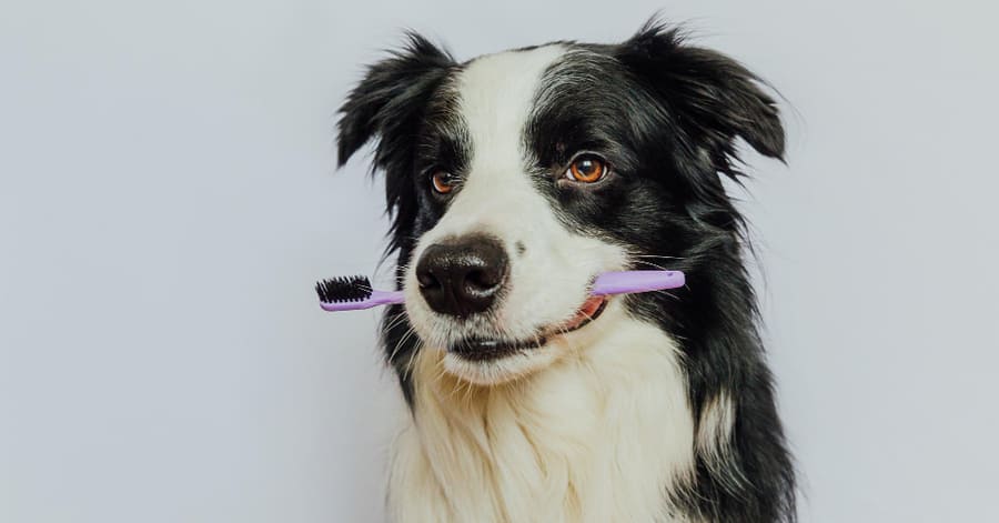 causas y soluciones de la halitosis canina