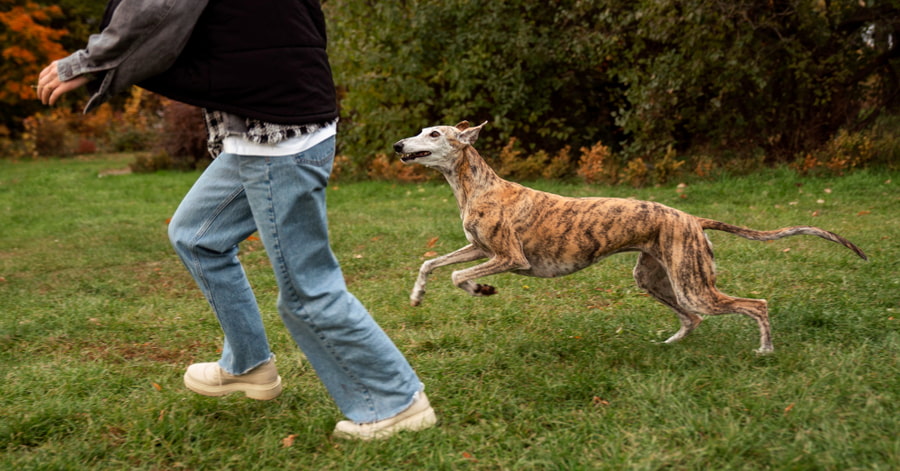 Mejores razas de perros para correr y hacer deporte