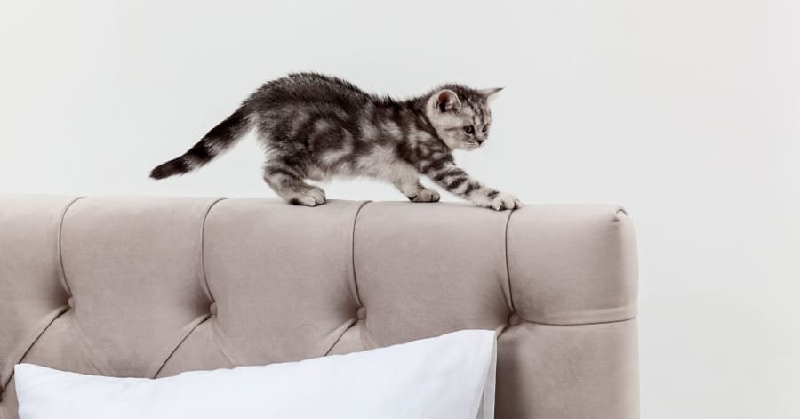 Causas y consejos para evitar que tu gato orine en el sofá o sillón