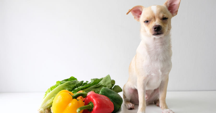 Verduras que son buenas para los perros