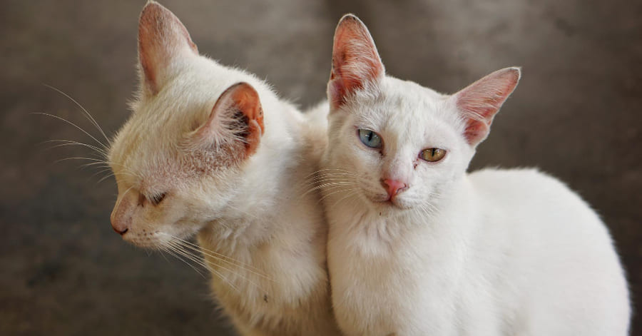 Cuándo tienen el primer celo los gatos y hasta qué edad