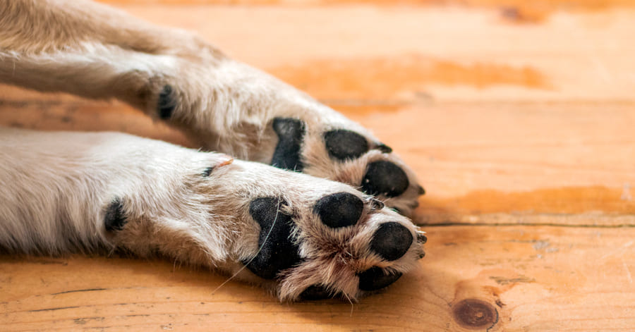 ¿cómo curar las almohadillas de los perros?