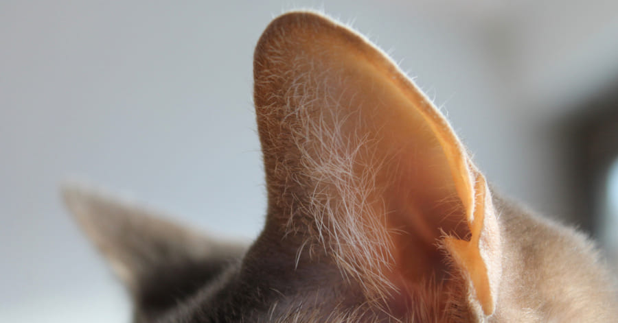 cómo eliminar ácaros en las orejas de los gatos
