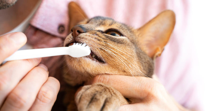 Consejos para limpiar y cepillar los dientes a un gato