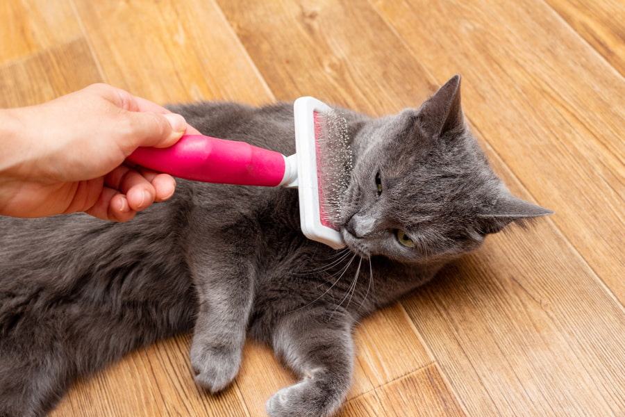 Cómo desenredar y quitar los nudos del pelo de un gato