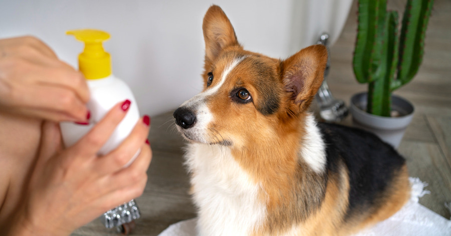 Cómo saber si tengo alergia a los perros