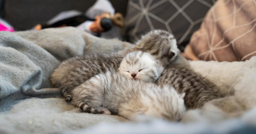 ¿Cuántas horas duerme un gato bebé?