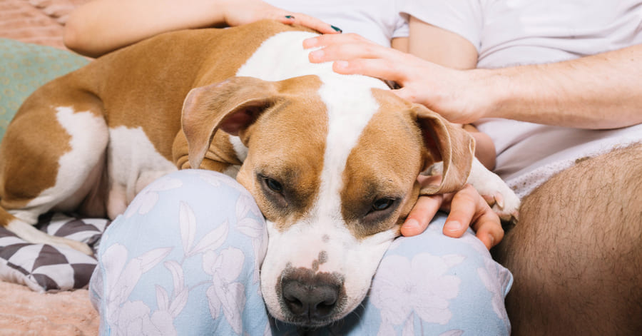 Tipos de relajantes para perros, cuándo y cómo usarlos