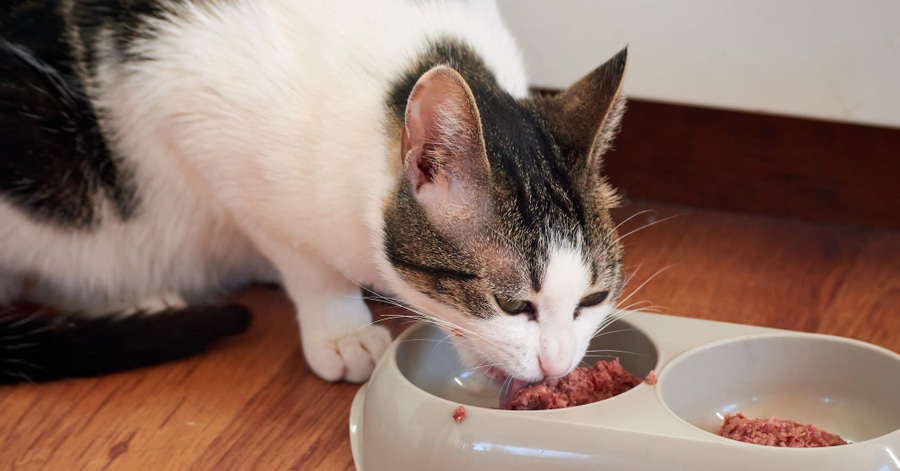 Causas y soluciones de por qué tu gato no come