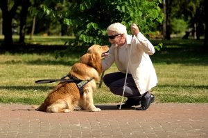 Perro guía: razas, cualidades, tareas y requisitos para adoptarlo