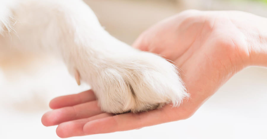 Cómo proteger almohadillas del perro del frío y del calor