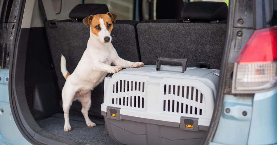Tipos de transportines para perros y cómo elegir el ideal