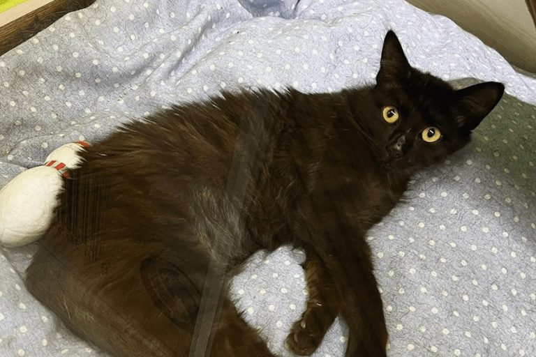 Historias de Adopción: Tatu y Noelia