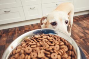 Los mejores piensos hipoalergénicos para perros