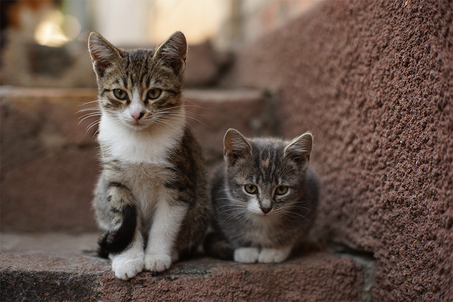 Qué es y cómo funciona una colonia felina controlada
