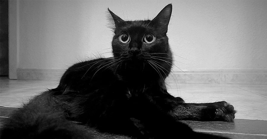 Adopción de la gatita Tatu por Noelia, colaboradora en Tiendanimal Rabasa