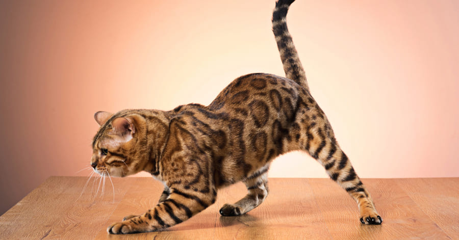Tipos de alergias en gatos