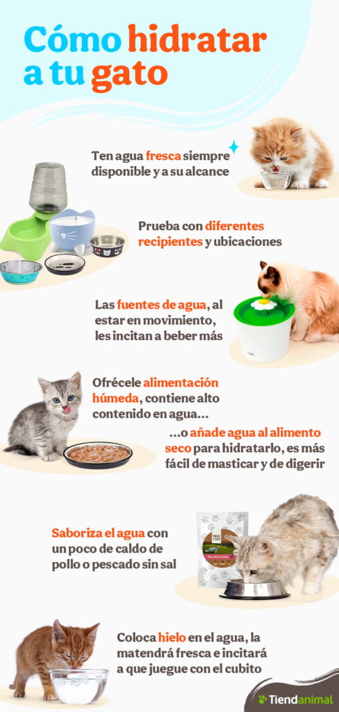 Cómo hidratar a un gato y evitar su deshidratación