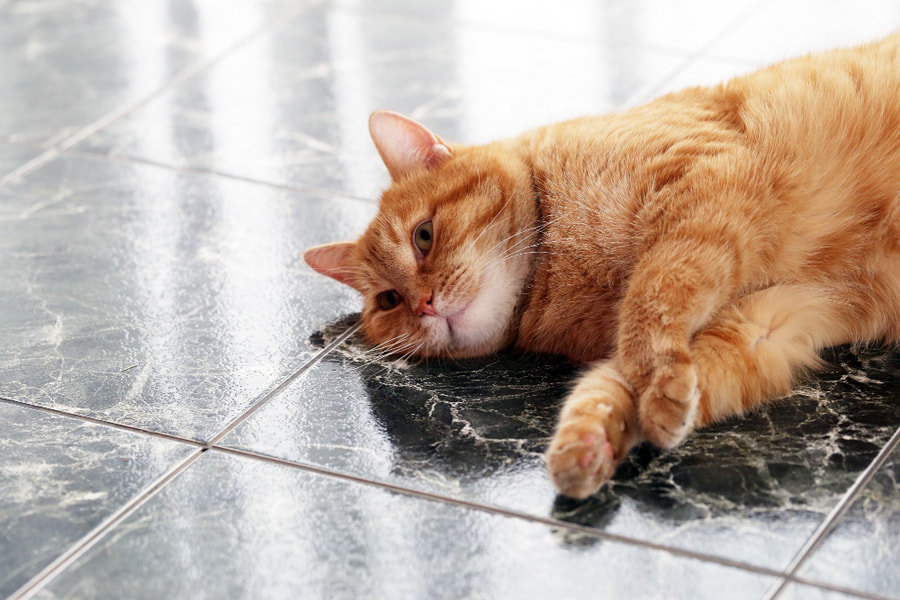 cómo saber si mi gato tiene un golpe de calor