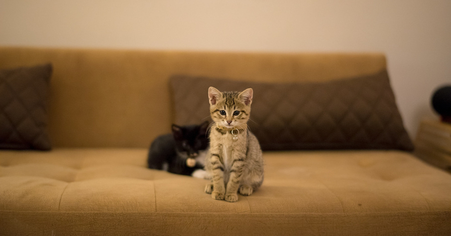 Cuánto tiempo puede estar un gato solo en casa
