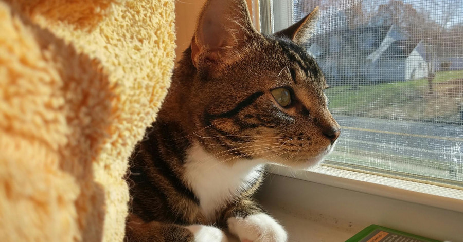 Soluciones y seguridad para proteger gatos de las ventanas y balcones