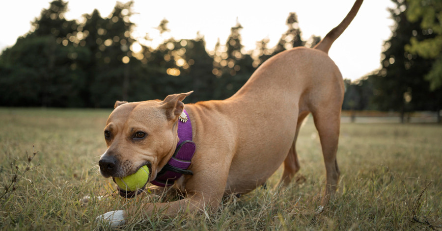 Ideas y consejos de juegos para hacer con tu perro al aire libre