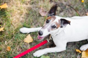 ¿Por qué jadea un perro? causas y cómo calmar el jadeo