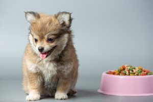 los mejores piensos para cachorros