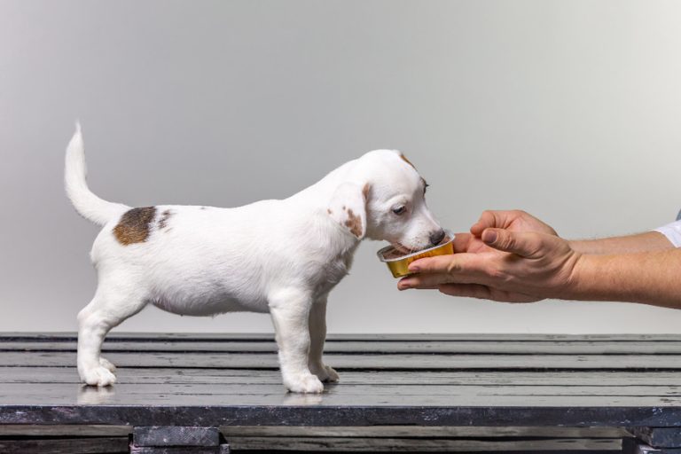 Causas y qué hacer si tu perro come menos en verano