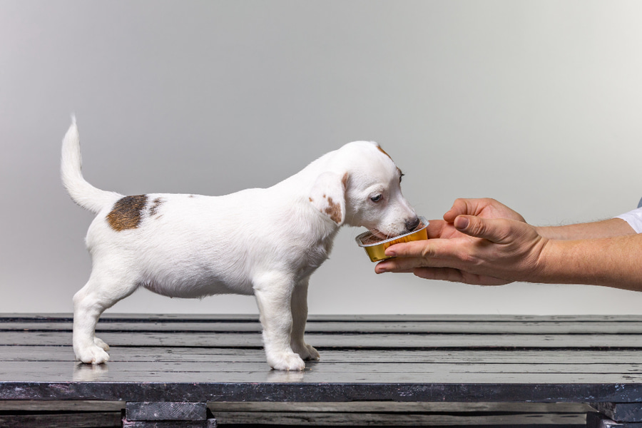 Causas y qué hacer si tu perro come menos en verano