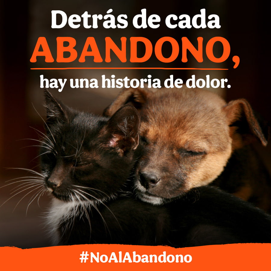 Abandono animal