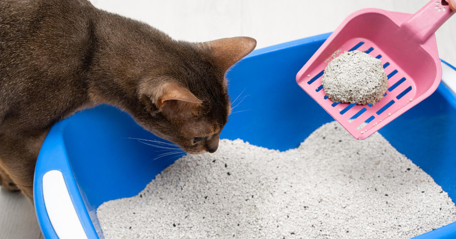 Qué hacer para que tu gato no orine fuera del arenero
