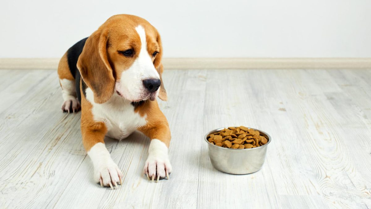 mejor pienso para perros con problemas digestivos