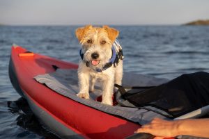 Mejores chalecos salvavidas para perros