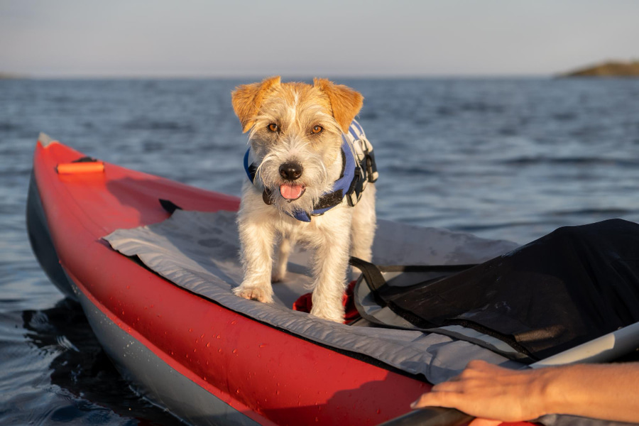Mejores chalecos salvavidas para perros