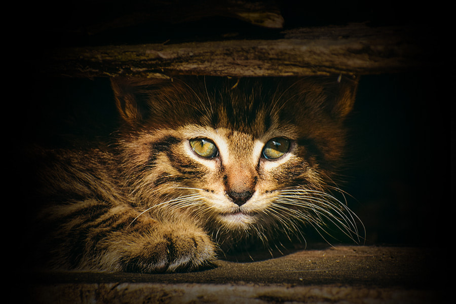 Qué hacer si me encuentro un gato abandonado
