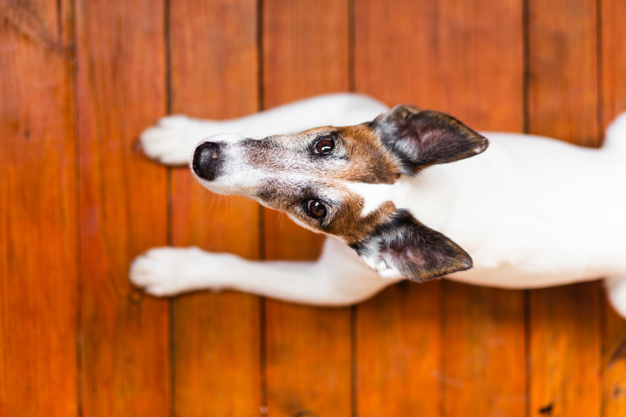 Cómo son los piojos en perros y cómo eliminarlos