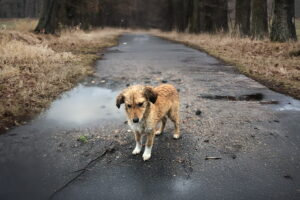 Qué hacer si encuentras un perro abandonado o perdido