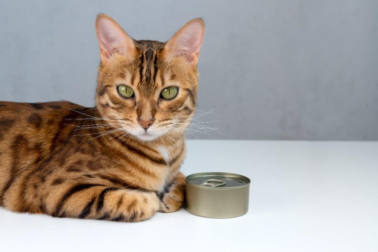 La mejor comida húmeda para gatos esterilizados