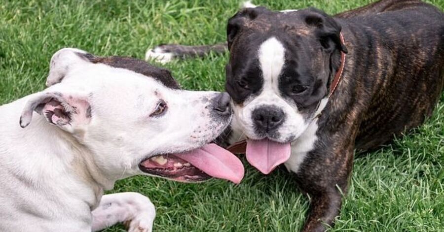 Juguetes para perros american stanford outlet