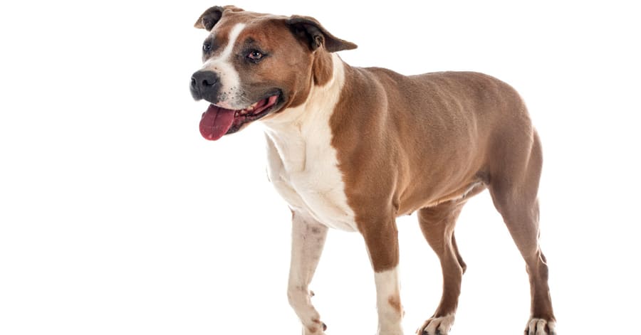 American Staffordshire Terrier Caracteristicas Cuidados y Caracter
