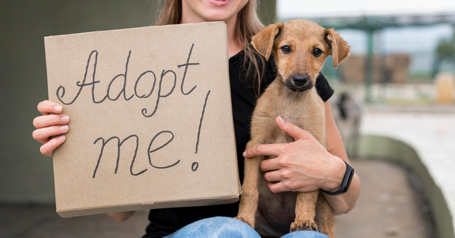 Dónde adoptar un perro y cuánto cuesta
