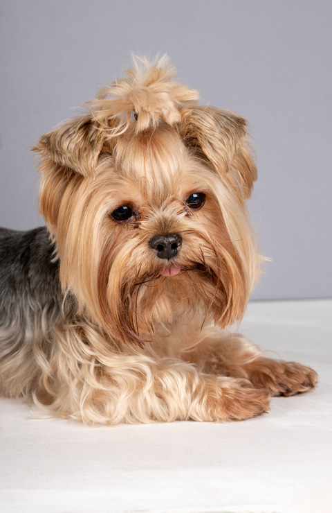 Características del yorkshire terrier