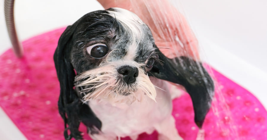 Cómo bañar a un perro si hace frío