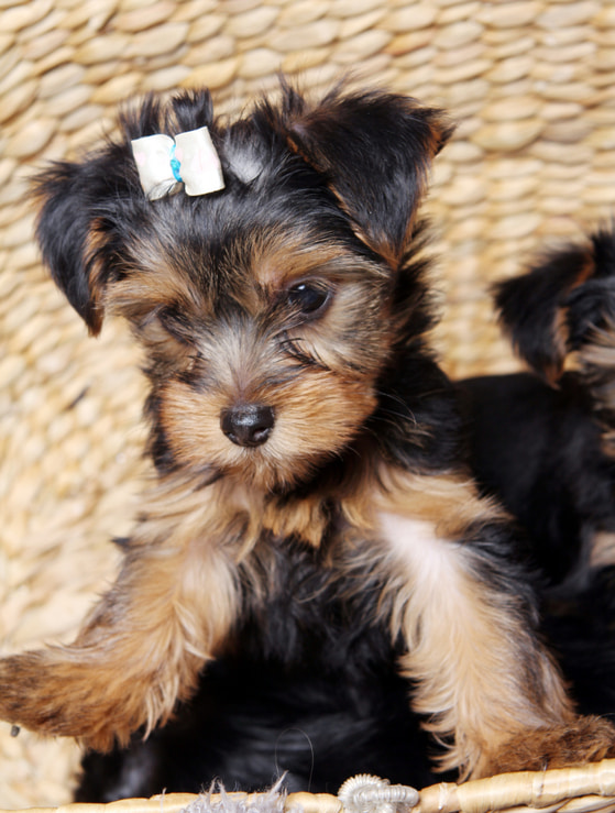 Fotos de un yorkshire terrier cachorro