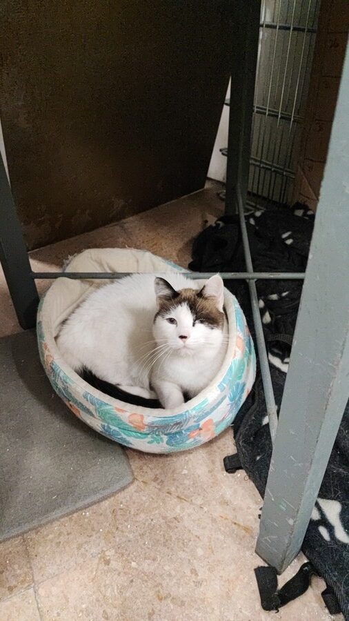 Historias de adopción: Goncho, Filip, Khalesi