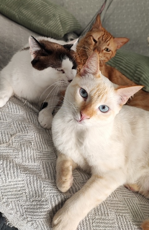 khalesi, filip y goncho