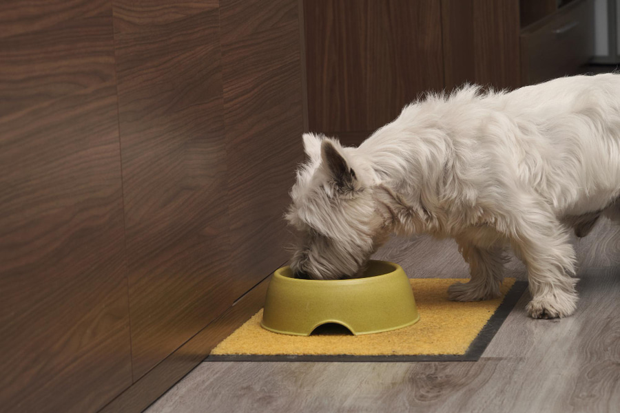 La mejor comida húmeda para perros senior