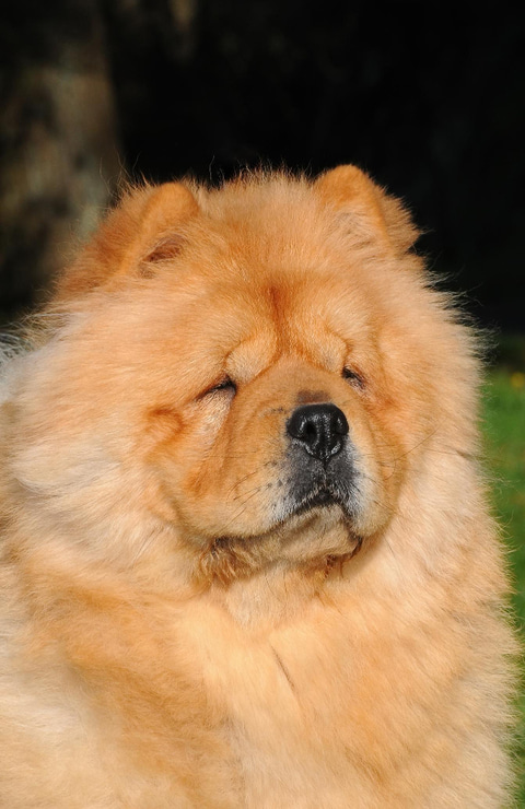 Carácter del chow chow